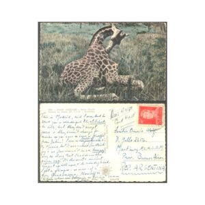 ARGENTINA/ZOO/POSTCARD - ZOOLOGIA 1 - UNA JIRAFA