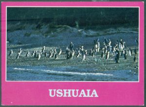 PINGÜINOS EN LA CIUDAD DE USHUAIA