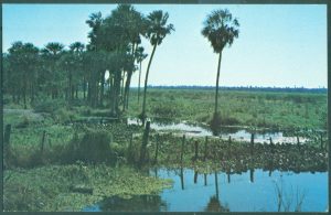 PAISAJE TÍPICO DEL CHACO PARAGUAYO